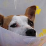 Świąd u psa – przyczyny i domowe sposoby łagodzenia