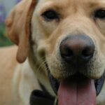 Empatia w świecie zwierząt – fakty i mity