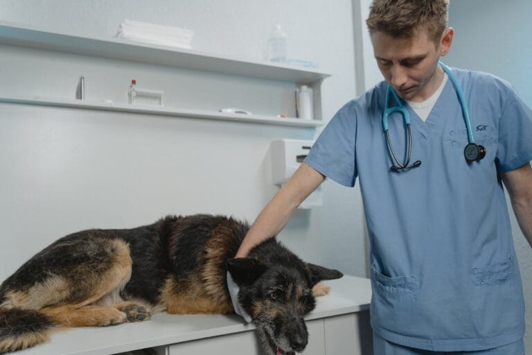 Dieta w leczeniu chorób przewodu pokarmowego u zwierząt