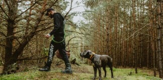 Jak wybrać smycz dla dużego psa? Praktyczny poradnik dla właścicieli Jak wybrać smycz dla dużego psa? Praktyczny poradnik dla właścicieli