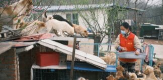 Wolontariuszka karmi uratowane psy w schronisku dla zwierząt