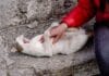 Dlaczego kot gryzie podczas głaskania? Zrozumieć syndrom petting-induced aggression Dlaczego kot gryzie podczas głaskania? Zrozumieć syndrom petting-induced aggression