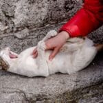 Dlaczego kot gryzie podczas głaskania? Zrozumieć syndrom petting-induced aggression