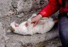 Dlaczego kot gryzie podczas głaskania? Zrozumieć syndrom petting-induced aggression Dlaczego kot gryzie podczas głaskania? Zrozumieć syndrom petting-induced aggression