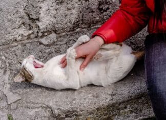 Dlaczego kot gryzie podczas głaskania? Zrozumieć syndrom petting-induced aggression Dlaczego kot gryzie podczas głaskania? Zrozumieć syndrom petting-induced aggression