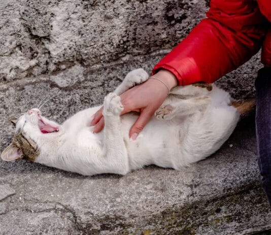 Dlaczego kot gryzie podczas głaskania? Zrozumieć syndrom petting-induced aggression Dlaczego kot gryzie podczas głaskania? Zrozumieć syndrom petting-induced aggression