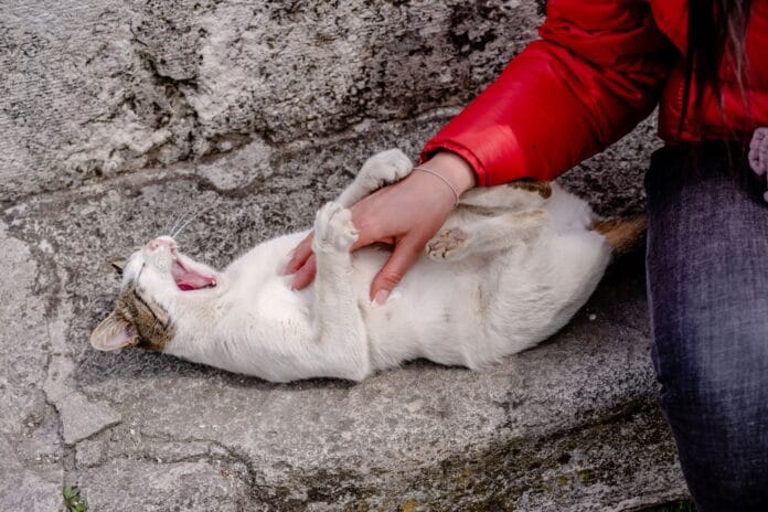 Dlaczego kot gryzie podczas głaskania? Zrozumieć syndrom petting-induced aggression Dlaczego kot gryzie podczas głaskania? Zrozumieć syndrom petting-induced aggression