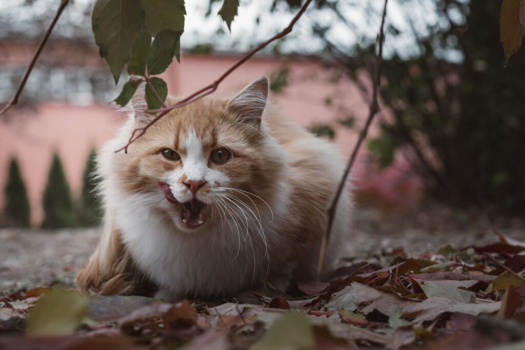 Dlaczego kot gryzie podczas głaskania? Zrozumieć syndrom petting-induced aggression